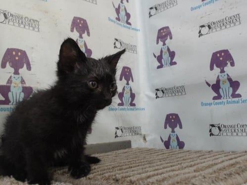 *SPEEDY - Domestic Short Hair available for adoption