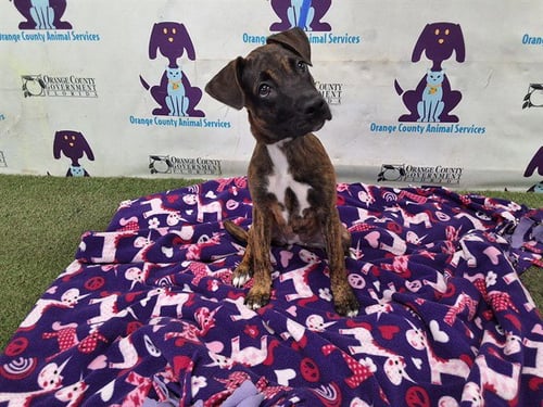 A603776 - Dutch Shepherd available for adoption