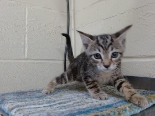 *BITZY - Domestic Short Hair available for adoption
