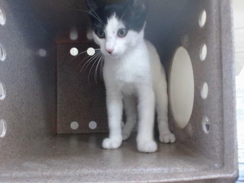 A599648 - Domestic Short Hair available for adoption