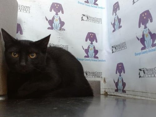 A599359 - Domestic Short Hair available for adoption