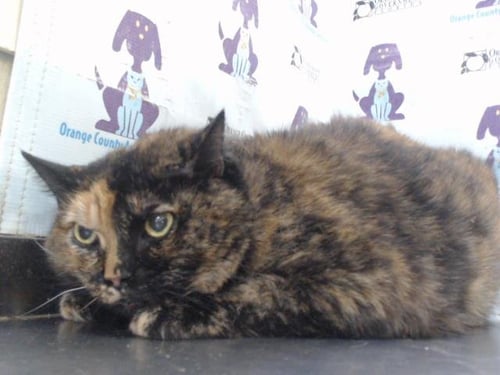 MYSTIC - Domestic Short Hair available for adoption