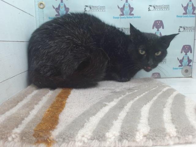MILLIE - Domestic Short Hair for adoption in Orlando