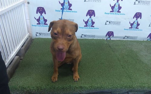 KEIBA - Pit Bull Terrier available for adoption