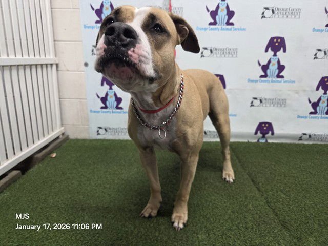 *DOROTHY - Boxer for adoption in Orlando