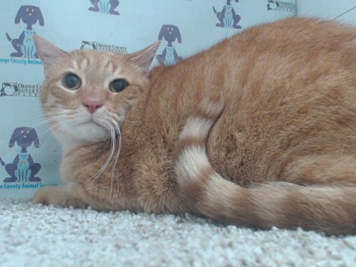 BILL - Domestic Short Hair available for adoption