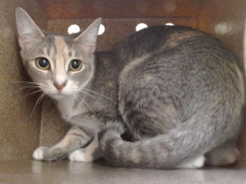 LILY - Domestic Short Hair available for adoption