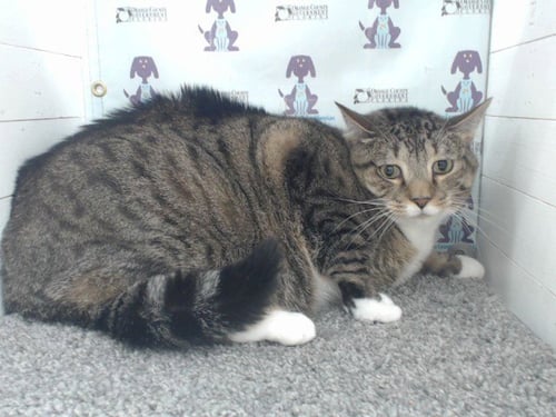 SOKIE - Domestic Short Hair available for adoption