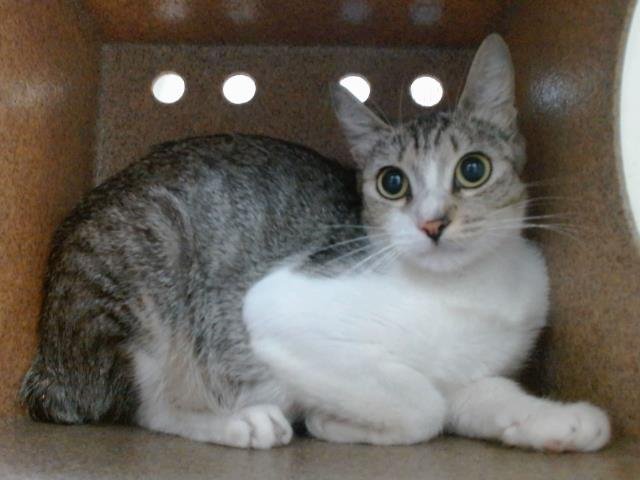 *SAMANTHA Image