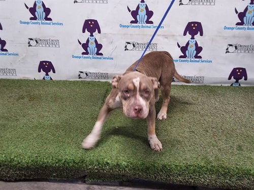 *FAITH - Pit Bull Terrier available for adoption