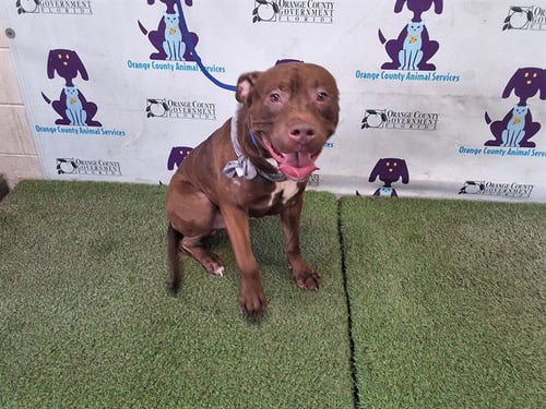 PEANUT BUTTER - Pit Bull Terrier available for adoption