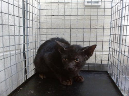 *DODGER - Domestic Short Hair available for adoption
