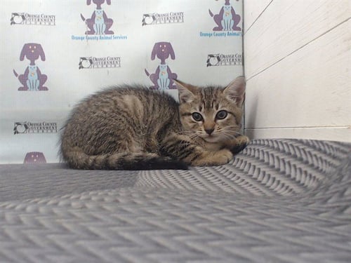 *AMERICA - Domestic Short Hair for adoption in Orlando