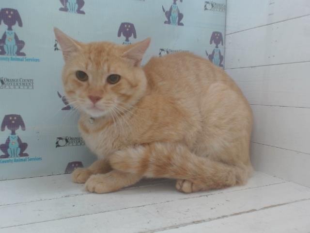 GARFIELD Image