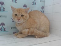 GARFIELD - Photo 1