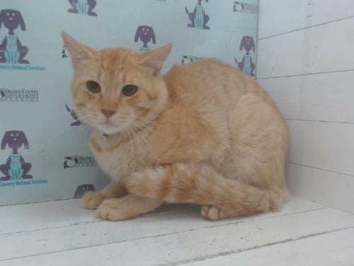 GARFIELD - Domestic Short Hair available for adoption