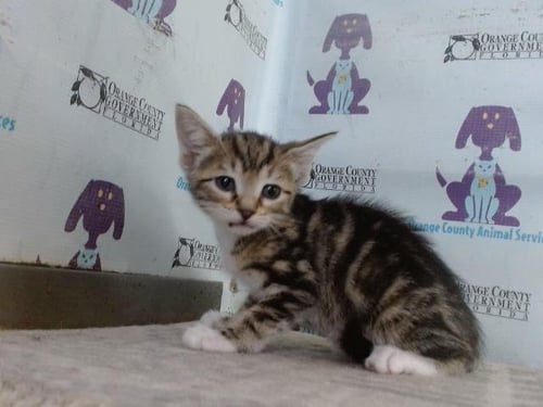 *CECILY - Domestic Short Hair available for adoption