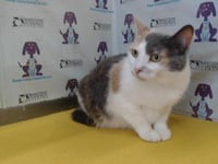 BUTTERCUP - Photo 1