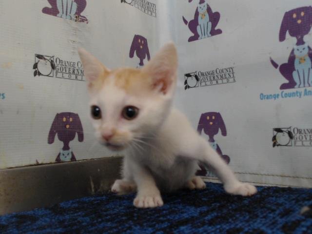 *NICHOLAS - Domestic Short Hair available for adoption