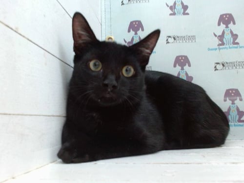 A605064 - Domestic Short Hair available for adoption