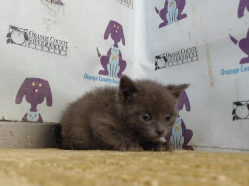 A597331 - Domestic Short Hair available for adoption