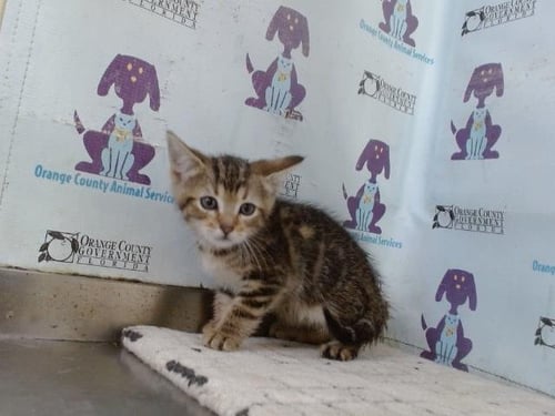 *ANNIE - Domestic Short Hair available for adoption