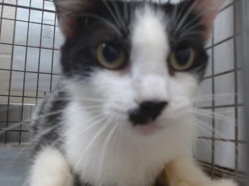 *MEDUSA - Domestic Short Hair available for adoption