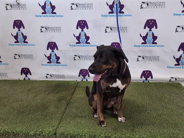 MAZZEO - Catahoula Leopard Dog for adoption in Orlando