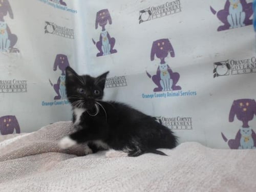 LORAX - Domestic Short Hair available for adoption