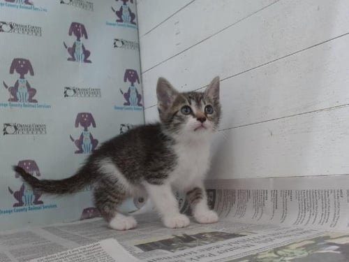 A603657 - Domestic Short Hair available for adoption