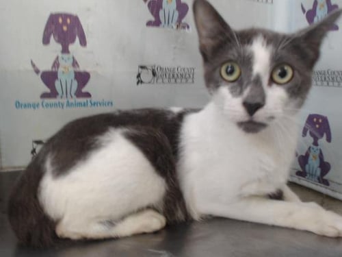 AZULA - Domestic Short Hair available for adoption