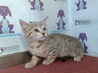 *CHIP - Photo 1