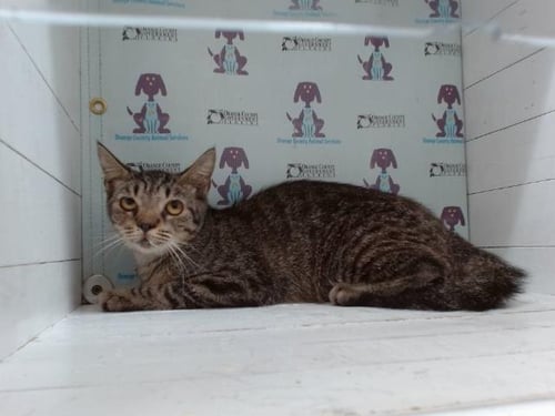 *BUTTERS - Domestic Short Hair available for adoption