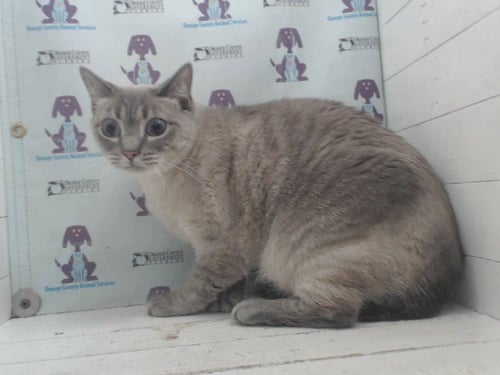 SUGAR BEAR - Siamese available for adoption