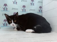 SQUIRT - Photo 1