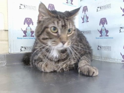 TOBY - Domestic Short Hair available for adoption