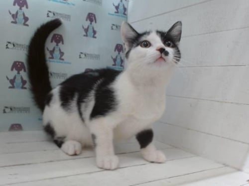 VENELOPE - Domestic Medium Hair available for adoption