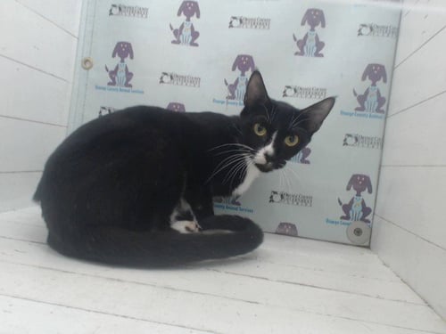 *CAKES - Domestic Short Hair available for adoption