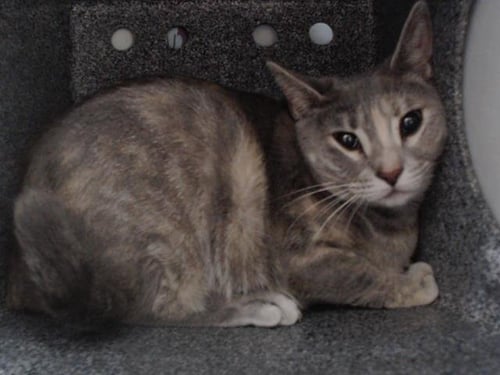 *FESTIVITY - Domestic Short Hair available for adoption