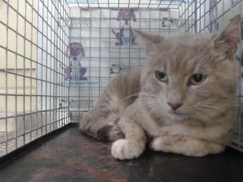 *CHARLIE - Domestic Short Hair for adoption in Orlando