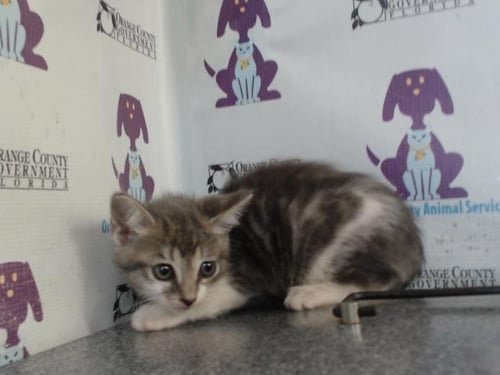 *DUSTY - Domestic Short Hair available for adoption