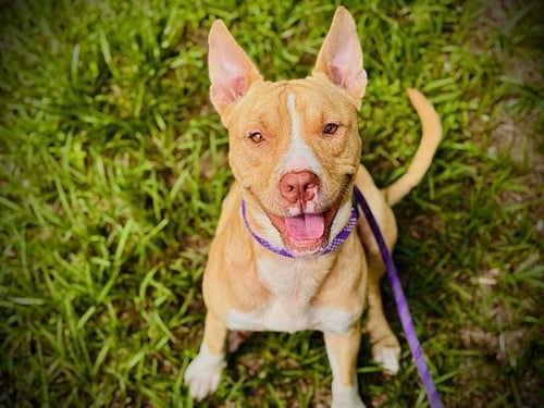 KANE - Pit Bull Terrier available for adoption