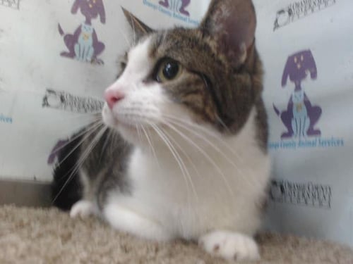 *ROSE - Domestic Short Hair available for adoption