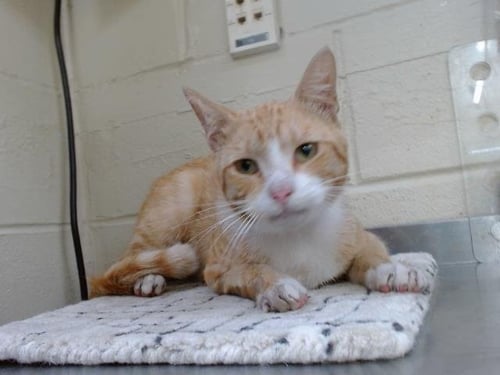 *BENNINGTON - Domestic Short Hair available for adoption