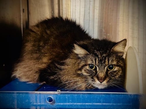 YODA - Domestic Medium Hair available for adoption