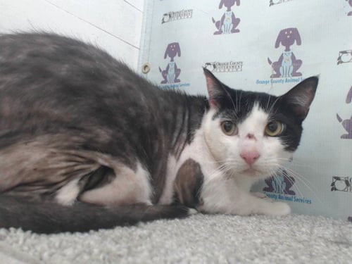 ALADDIN - Domestic Short Hair available for adoption