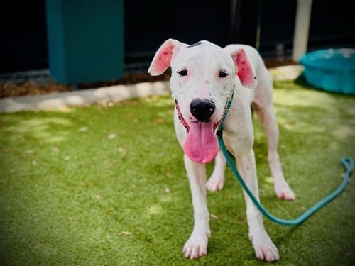 *SWEET PEA - Pit Bull Terrier available for adoption