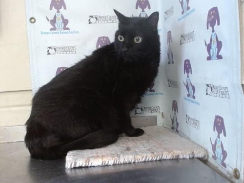 TONY - Domestic Short Hair available for adoption