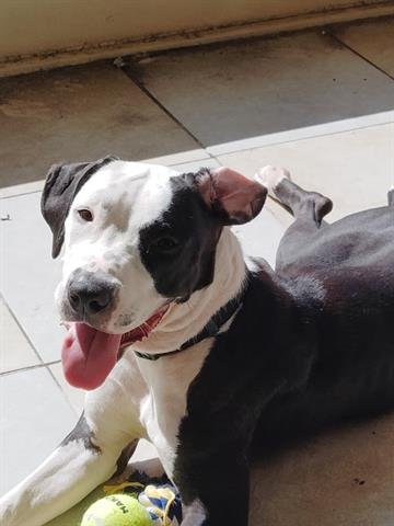 *BERRY - Pit Bull Terrier / Labrador Retriever available for adoption