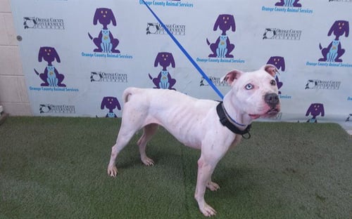 BELLA - Pit Bull Terrier available for adoption
